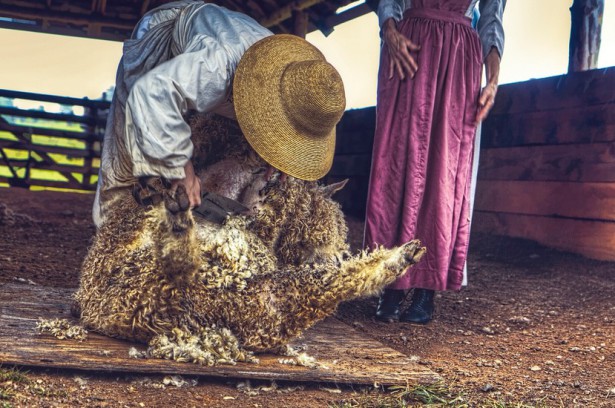 Sheep Shearing