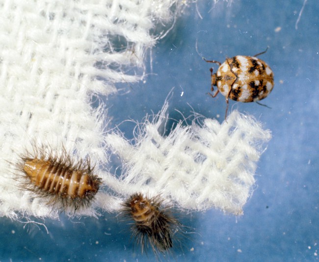 Carpet Beetles Are Quite Destructive